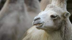 Please provide some commentary on the hadith. Putrid Camel Urine Aids Sleeping Sickness Research