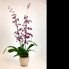 One of the most famous cultivars is oncidium kramerianum, originally from colombia and ecuador. Sharry Baby Orchid In Ceramic Single Stem Relles Florist