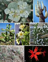 Image result for Afrobrunnichia erecta