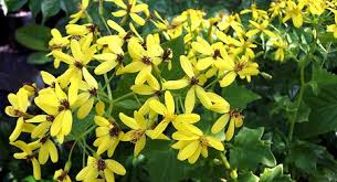 Image result for Senecio tamoides