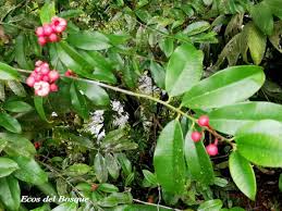 Image result for Symphonia globulifera