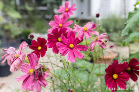 Image result for Cosmos bipinnatus