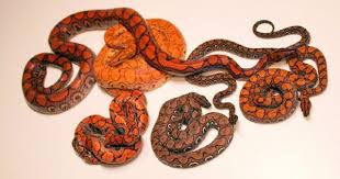 Black And Orange Striped Snake Florida Brb Morphs Reptile Forums Reptiles Brazilian Rainbow Boa Snake