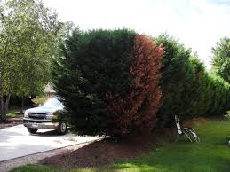 Maybe you would like to learn more about one of these? Leyland Cypress Disease The Doctor S In