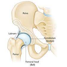 These changes contribute to the symptoms of hip osteoarthritis—which include pain and stiffness in the groin, buttocks, and knee. Hip Common Conditions Boston Orthopaedic Spine