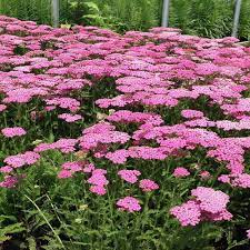 Onlineplantcenter 1 Gal Lilac Pink Yarrow Plant A3871g1 The Home Depot Yarrow Plant Pink Yarrow Plants