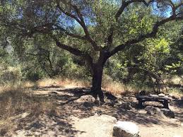 See 1 traveler review, 21 photos and blog posts. Wheeler Gorge Campground Parks Management Company Get Outdoors California Camping