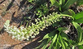 Image result for Drimia elata