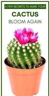 50k subs ✅ reached this goal on: Rebecca Wetherill Rebeccaweth5235 Profile Pinterest