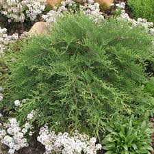 Old time family values are present in all that we do…from the care and pride in the. Microbiota Decussata Celtic Pride Celtic Pride Siberian Cypress From Prides Corner Farms