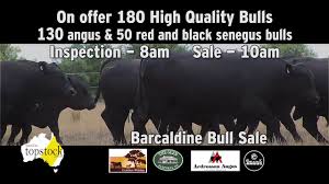Since 1866 relations of the smithwick family have farmed the river flats at talmalmo. Australian Topstock Top Quality Stud Sheep Cattle For Sale