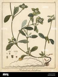 Image result for Richardia brasiliensis