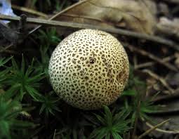 A comprehensive guide to mushroom identification. Pigskin Puffball Common Earthball Mdc Discover Nature