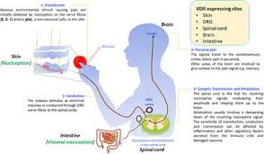 Hypovitaminosis D List Of Frontiers Open Access Articles
