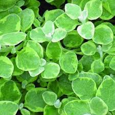 Image result for Helichrysum lineare