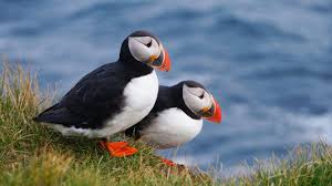 You are what hope looks like to a bird. 10 Facts About Puffins Mental Floss