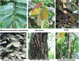 Image result for Bridelia scleroneura