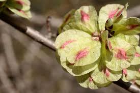 Discover 21 different flowering trees for your landscape. Tree Seeds Lovetoknow