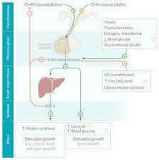 General Endocrinology Amboss