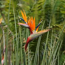 Image result for Strelitzia