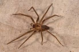 They don't spin webs and don't catch their prey in them; How To Identify Venomous House Spiders Dengarden