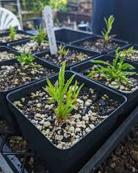 Image result for Dinebra caudata