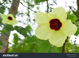 Image result for Hibiscus diversifolius