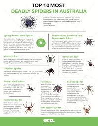 While it isn't the biggest spider in the world, don't let size fool you. Top 10 Most Deadly Spiders In Australia Infographic