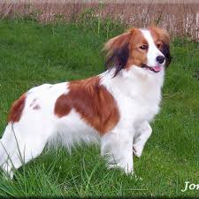 Jag älskar nederlandse kooikerhondje, kooiker. Nederlandse Kooikerhondje Clubs Of California Home Facebook