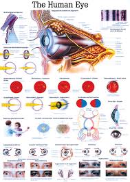 The Human Eye Anatomical Chart