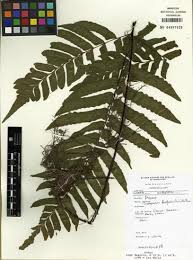Image result for Triplophyllum