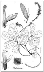 Image result for Leptoderris harmsiana