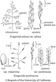 Image result for Eragrostis pilosa