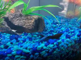 Bettas are, by fish standards, pretty intelligent. Why Is My Betta Fish Lying At The Bottom Of It S Tank Pets Stack Exchange