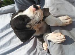 If you are unable to find your great dane puppy in our puppy for sale or dog for sale sections, please consider looking thru thousands of great dane dogs for adoption. Great Dane Puppy Dog For Sale In Columbus Ohio