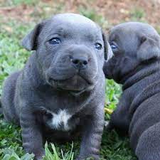 03:08 cute puppy trying to get attention. Whimsical Blu Staffies Whimsicalblu Twitter