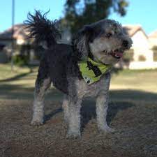 Get directions, reviews and information for 1st pet veterinary center in chandler, az. 1st Pet Veterinary Center 47 Photos 189 Reviews Veterinarians 5404 E Southern Ave Mesa Az Phone Number