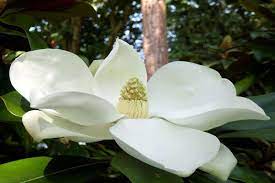 The Magnolia Flower Its Meanings And Symbolism People Have Loved Magnolias For Thousands Of Y Flower Meanings Beautiful Flowers Images Magnolia Flower