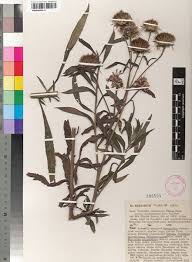 Image result for Vernonia galamensis