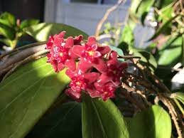 Hoya Butleriana Hoya Plants Plants Flowers