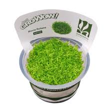 Image result for Rotala gossweileri