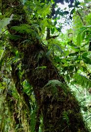 Image result for Hymenophyllum triangulare