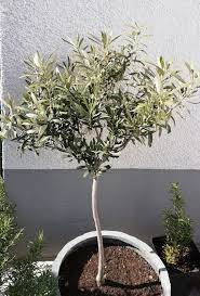 die gruene seele de olivenbaum olivkovoe derevo olivenbaum pflanzen kleiner garten