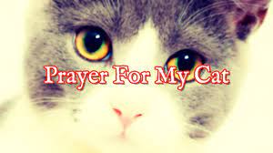 Praying for one's sick pets, if done with reasonable restraint, is okay. Prayer For Cats Prayers For Cat Healing Health And Blessing Youtube