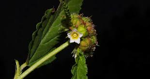 Image result for Melochia corchorifolia