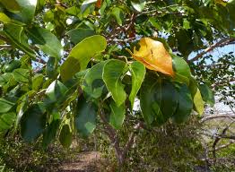 Image result for Hymenaea