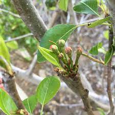 Ideally, a pear tree should not have more than 3 to 5 major branches. Pictures Of Pear Flower Buds Pictures Growing Fruit