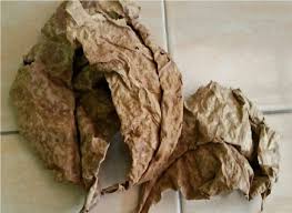 Maybe you would like to learn more about one of these? Tahukah Anda Pokok Ketapang Bernilai Tinggi Daunnya Terbuang Tapi Sebenarnya Sangat Lumayan My Info Maya