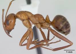 Image result for Landolphia incerta