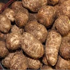 It has a mild, nutty taste, starchy texture, and nutrition benefits that make it a healthier alternative to other root. Taro Root At Rs 40 Kilogram Shiv Moti Nagar Indore Id 5005187062
